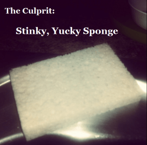 sponge1