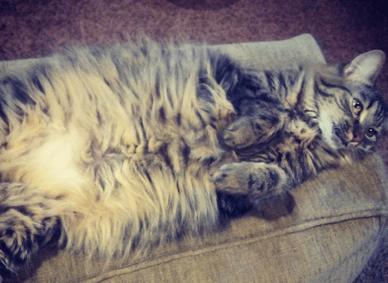 fat happy cat