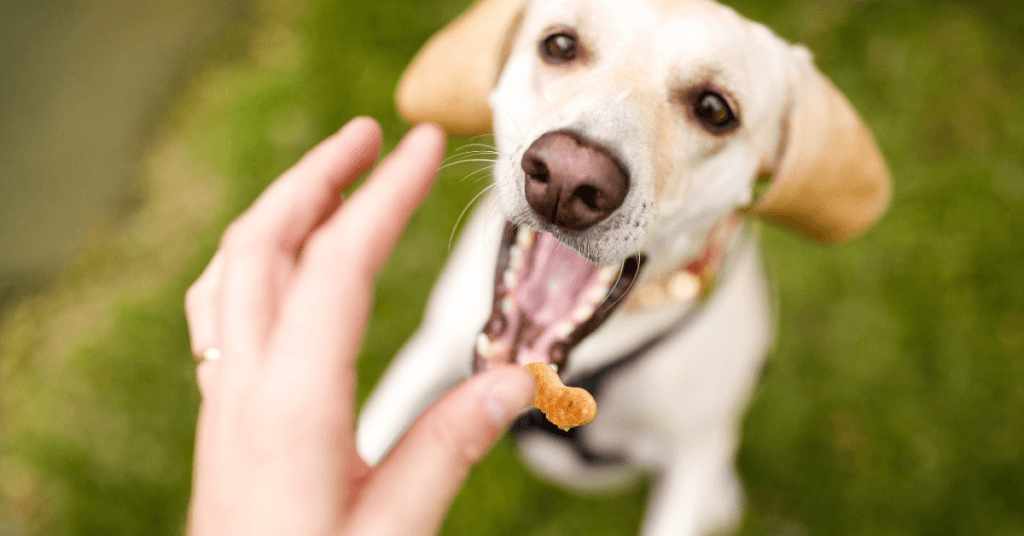 purina dog treats bogo