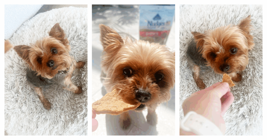 Blue Buffalo Dog Treats Kroger