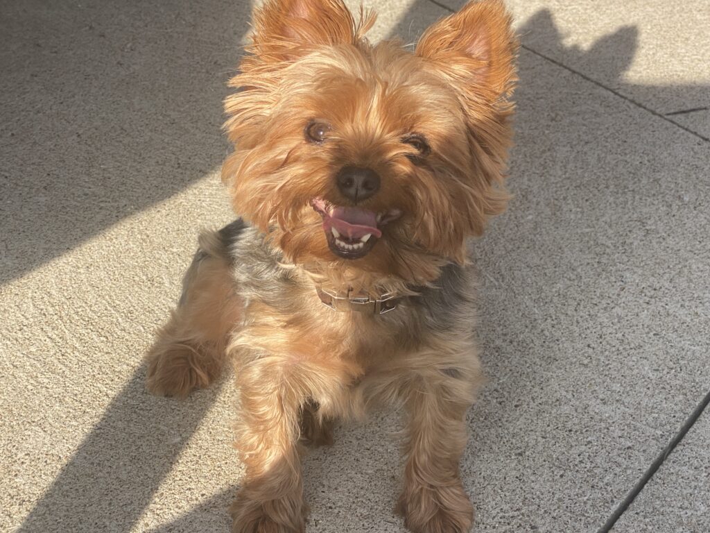 A picture of Katie's dog Zander.