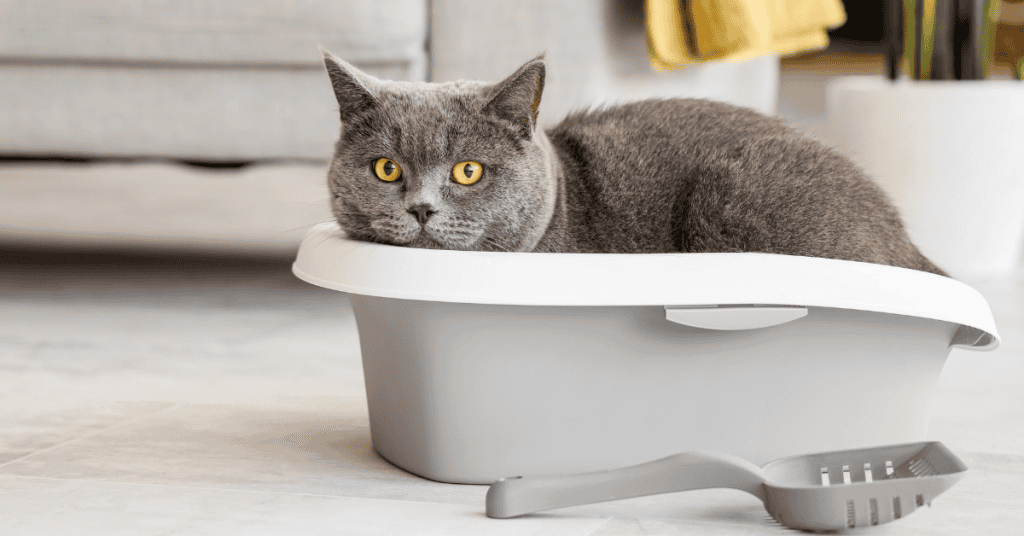 Arm & Hammer Cat Litter Kroger